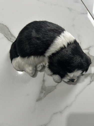Sleeping artificial cat for - sleeping,